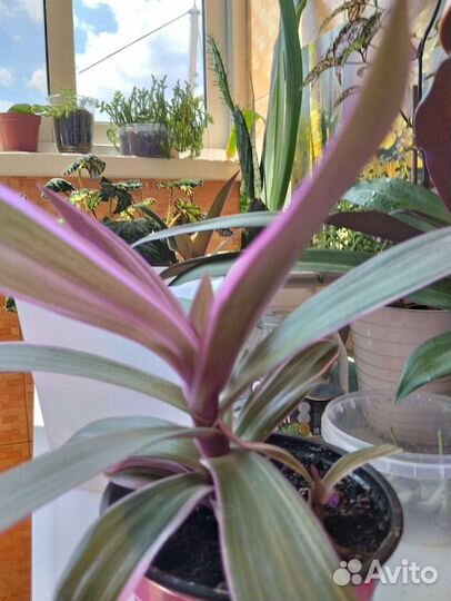 Традесканция Рэо розовый