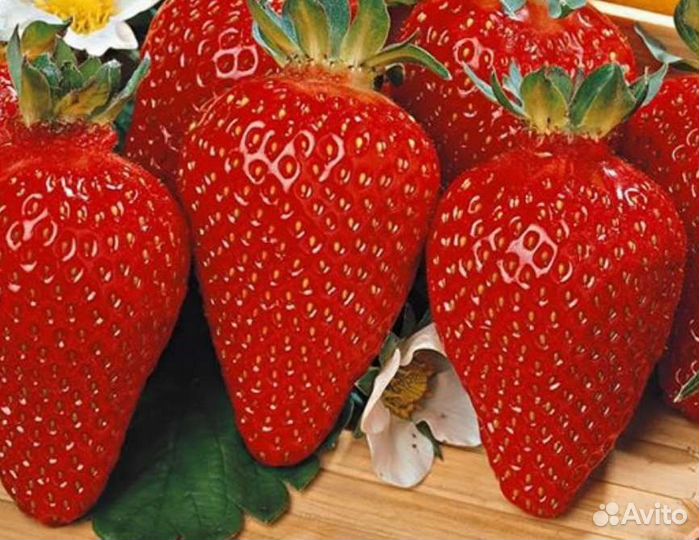 Клубника Азия