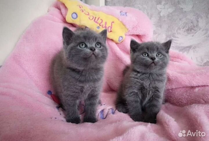 Британские котята с прекрасной родословной.Подарки