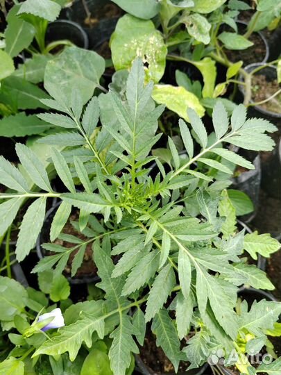 Рассада бархатцев