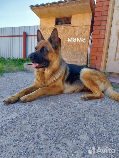 Продам щенков немецкой овчарки