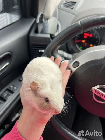 Морская свинка