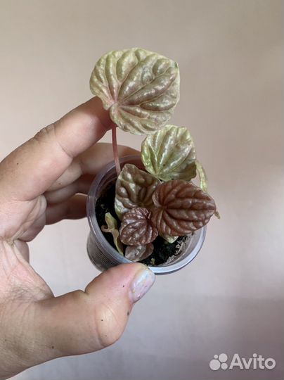 Пеперомии разные