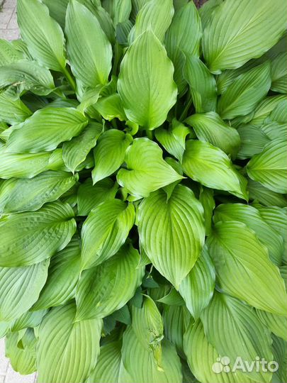 Хоста Гейхера Брунера Дицентра Гипсофила