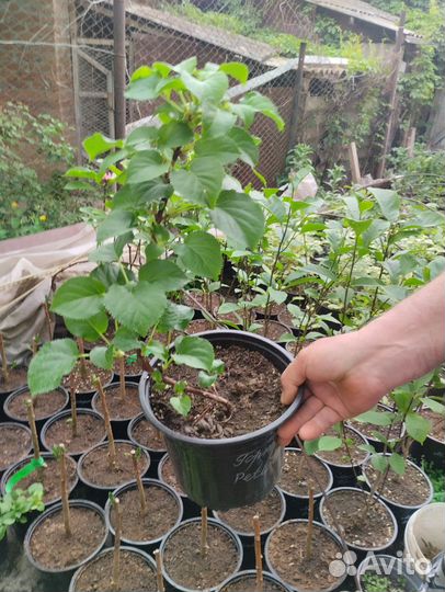 Гортензия черешковая