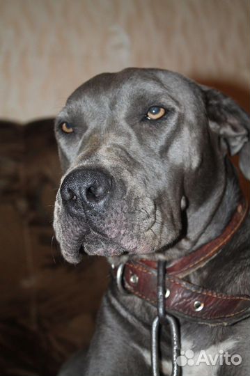 Отдам собаку в добрые руки