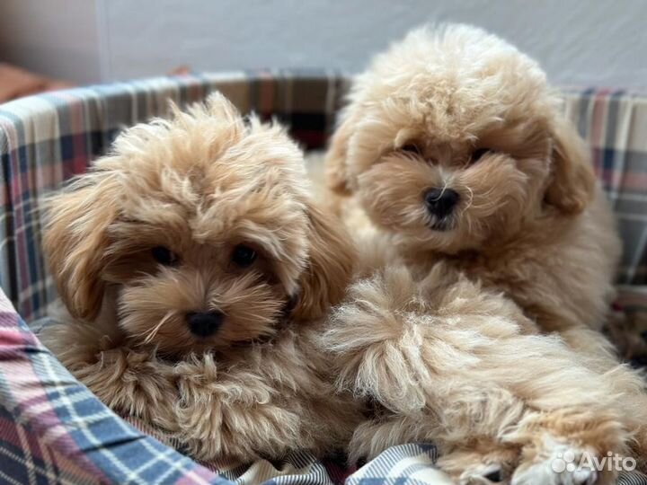 Щенки мальтипу мини