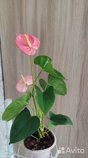 Антуриум обмен