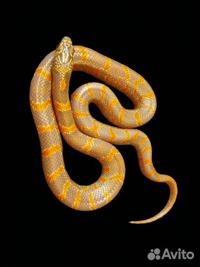 Королевская змея Гоини