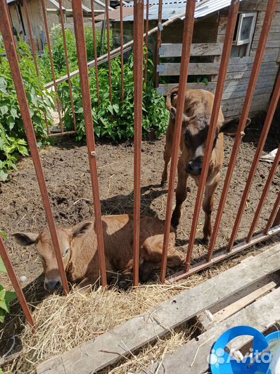 Телята, телка