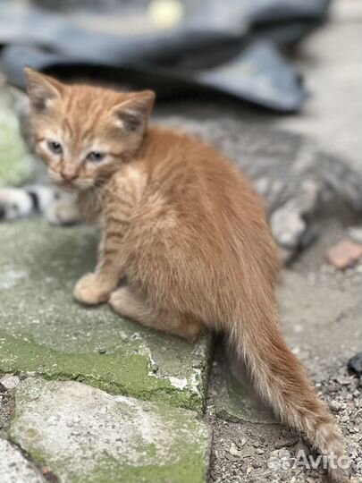 Котята в добрые руки мальчики