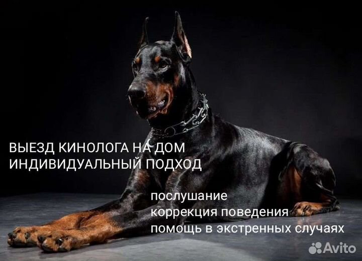 Дрессировка. Профессиональный уровень. Гарантия