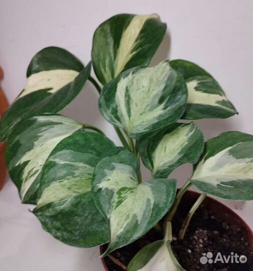 Эпипремнум хеппи лиф, филодендрон