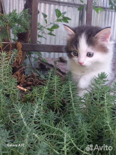 Котята в добрые руки. Трикомочка счастья)