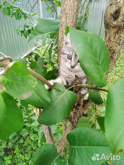 Отдам в добрые руки котят, родились 02.05.23