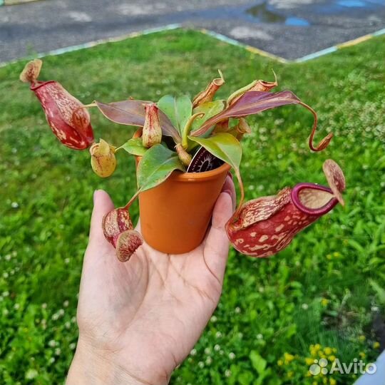 Непентес Растение Хищник