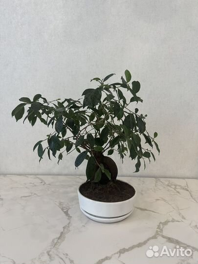Фикус микрокарпа Гинсенг