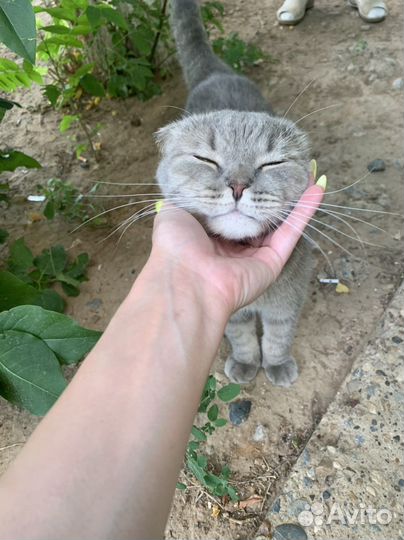 Шотландская