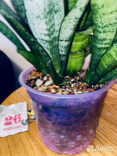 Сансевиерия Марга /sansevieria marga