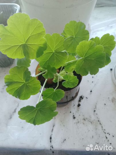 Герань (светло-розоаая) 25 см