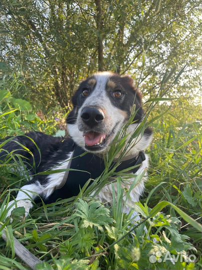 Ищем дом Бучу