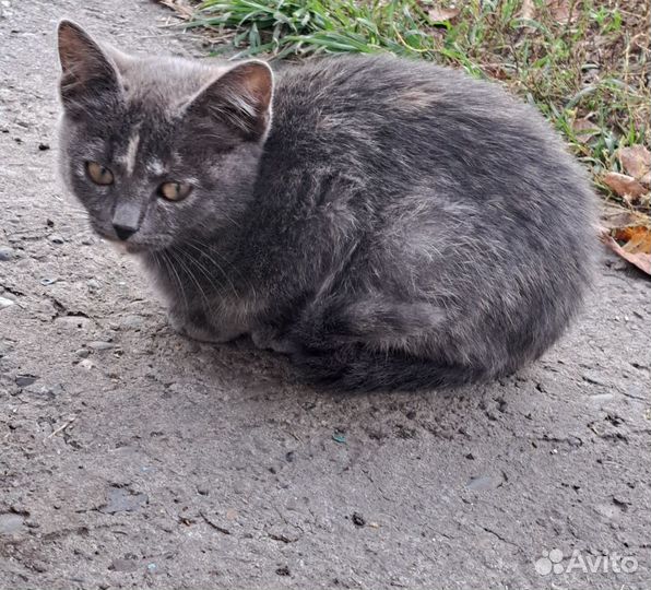 Котята