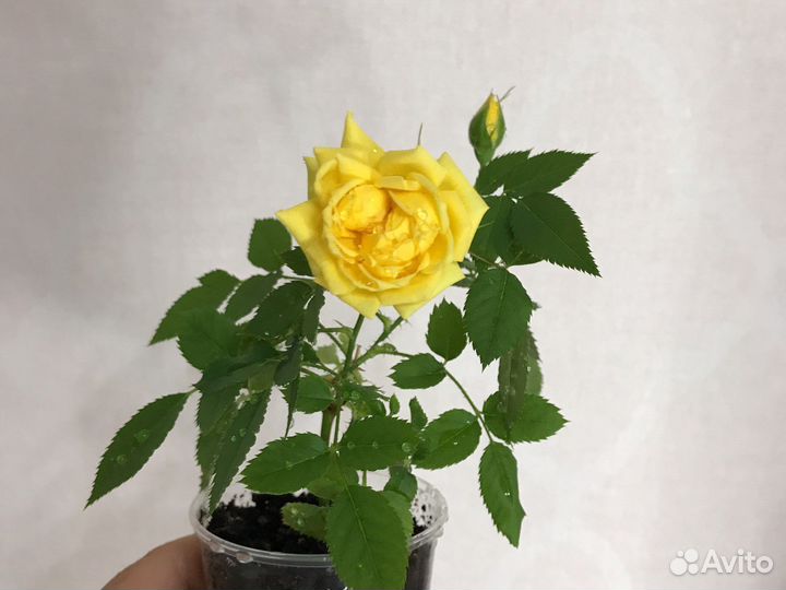 Роза чайная, Бальзамин новогвинейский