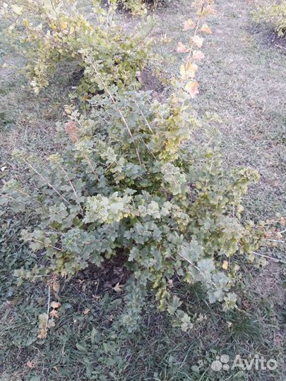 Саженцы безшипного крыжовника