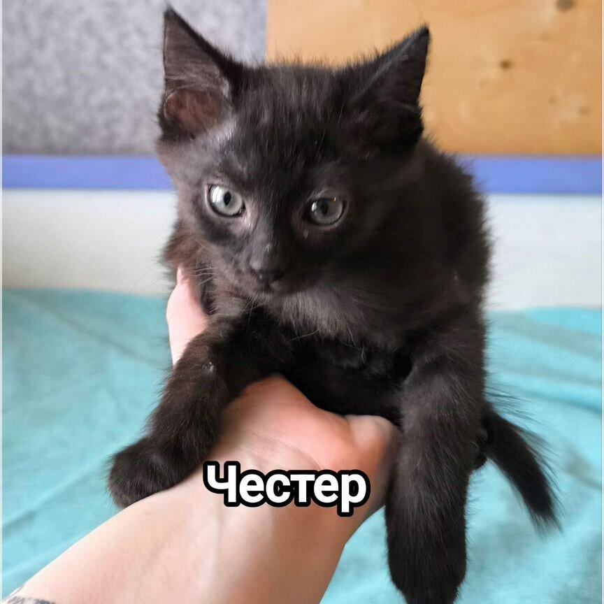 Котенок