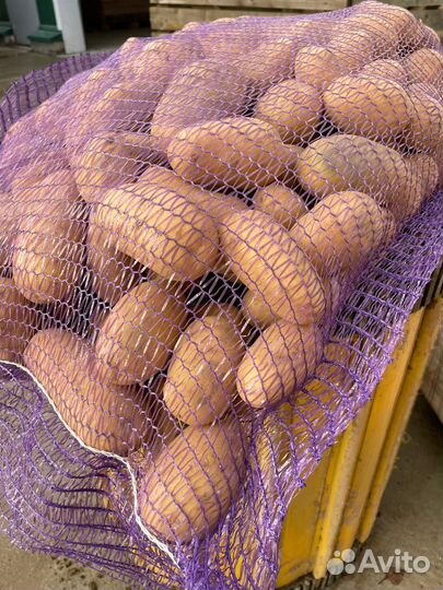 Беларусская лилея с доставкой только по станице