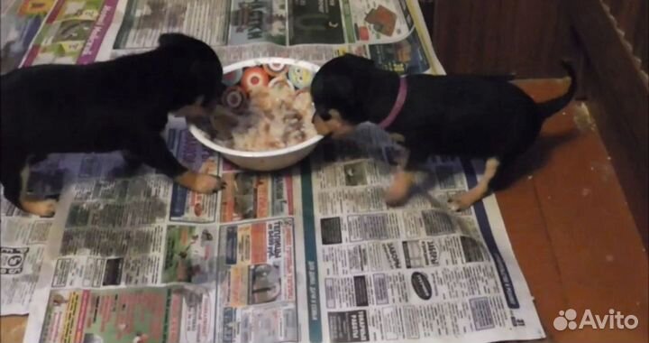 Той-терьер щенки