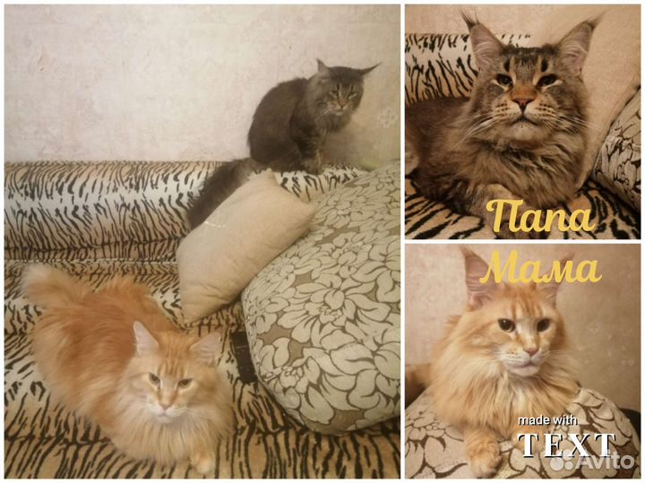 Солнечные котятки Мейн-Кунчики