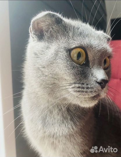 Кошка вислоухий британец