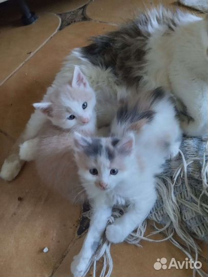 Кошки в добрые руки бесплатно