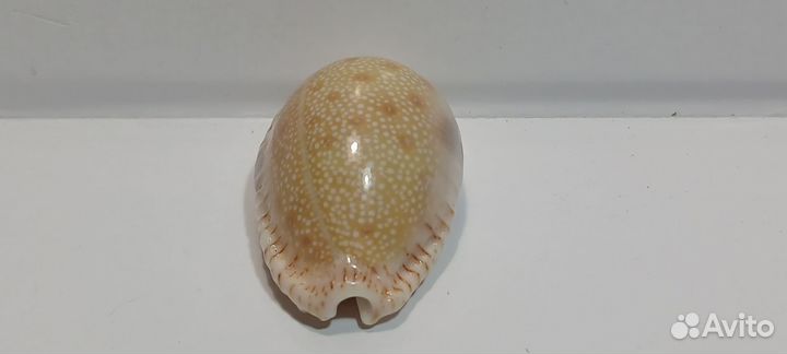 Дракаена 3,40 морская ракушка раковина