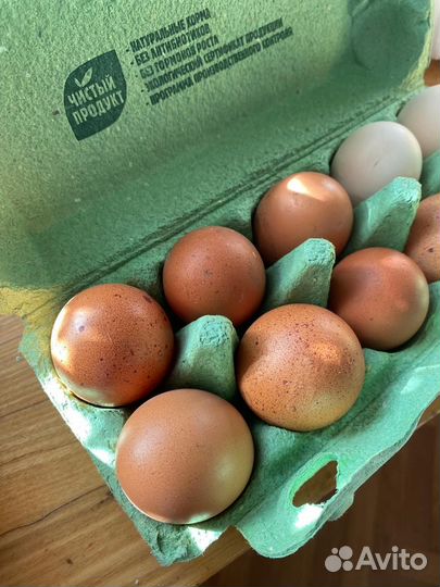 Домашние куриные яйца