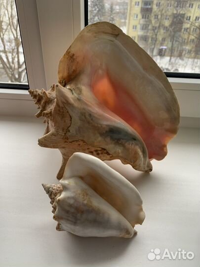 Ракушки океанические