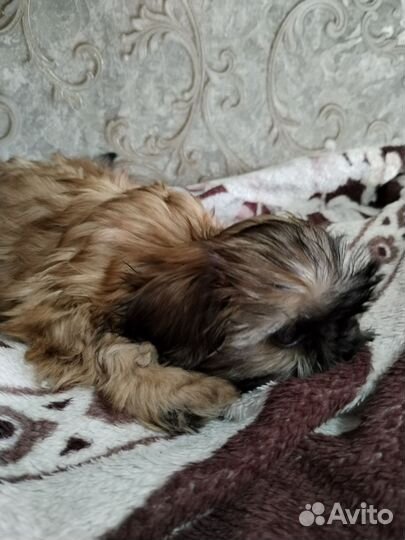 Шит цу щенки