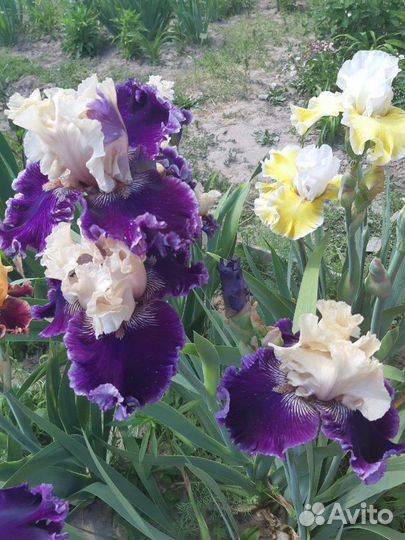 Ирис Роял Ордес