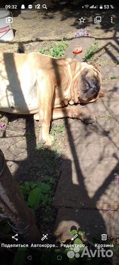 Собака шарпей