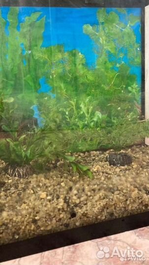 Аквариум для рыбок