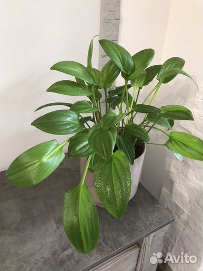 Дримиопсис