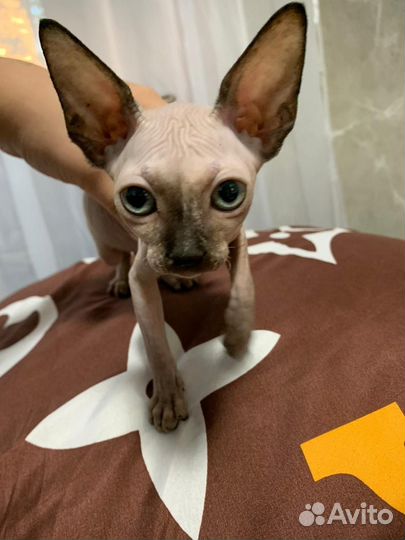 Котенок сфинкс