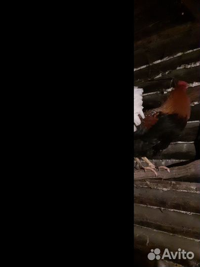 Молодые петухи