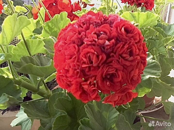 Пеларгония герань розебудная сортовая