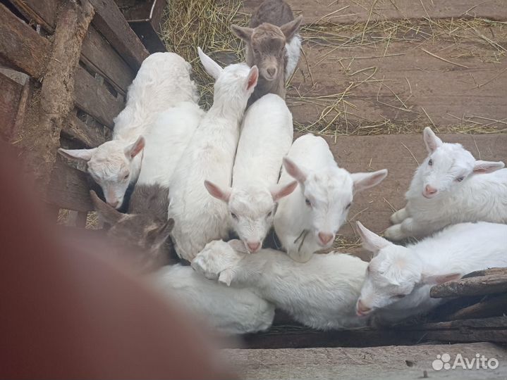 Козы и козлята