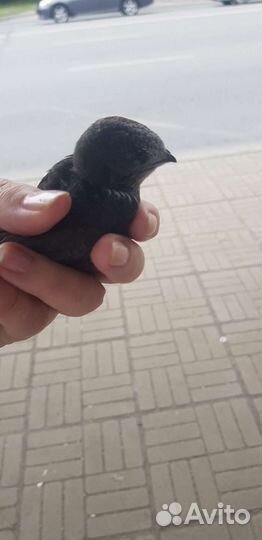 Птенец