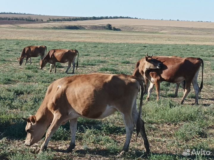 Телки 2022 года