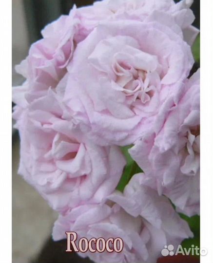 Пеларгонии сортовые