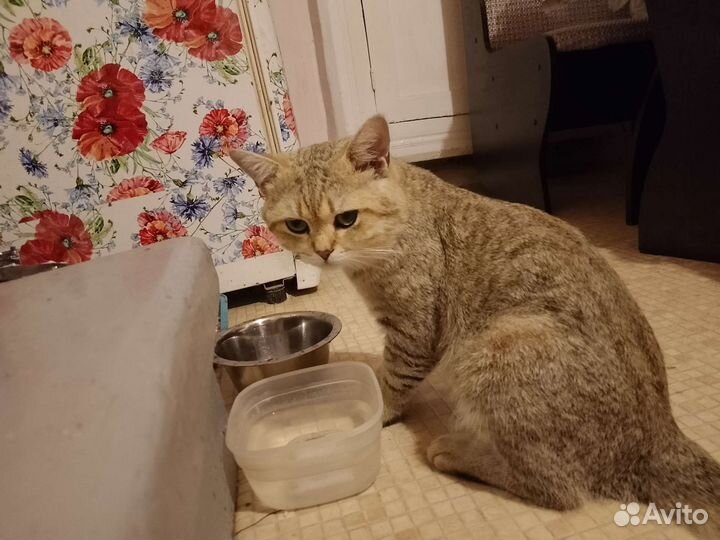 Потерялся кот в Нахичевани